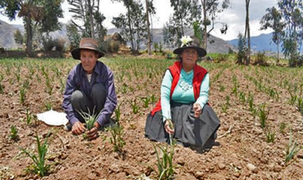 ESCASEZ DE LLUVIAS Y BAJAS TEMPERATURAS PONEN EN RIESGO LA CAMPAÑA AGRÍCOLA 2025–2026 EN APURÍMAC